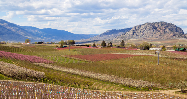 Top 17 Things Osoyoos Is Known For Famous For Lyfepyle