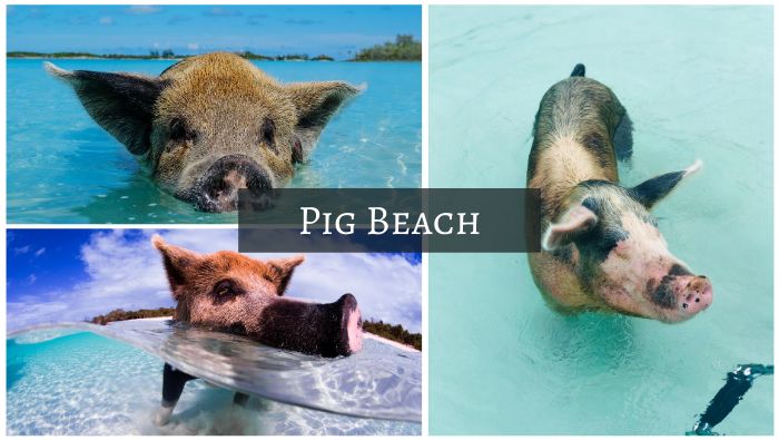 Pig Beach Pig Beach - Coolest beaches in the world