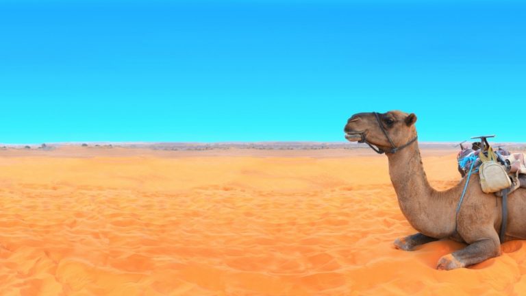 Top 27 Things Morocco is Known For & Famous For