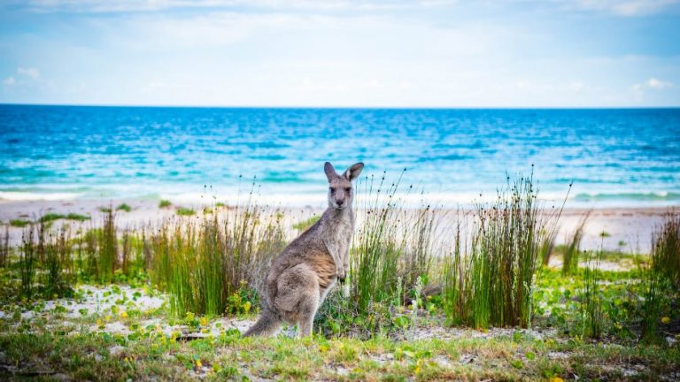 Top 19 Things Australia is Known For & Famous For