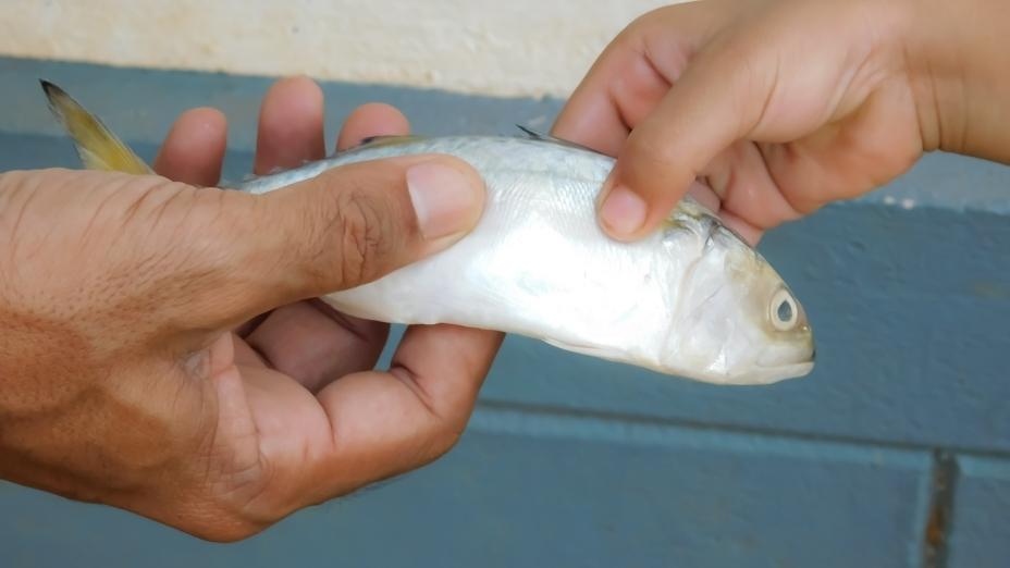 Origin of the Phrase "Give a man a fish, and you feed him for a day