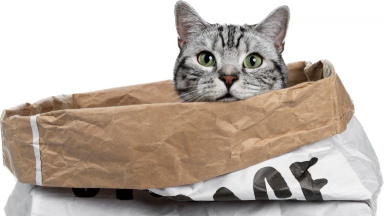 “Who Let the Cat Out of the Bag” – The True Origin of the Phrase
