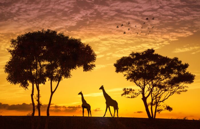 Top 32 Things Africa is Known For & Famous For | Lyfepyle