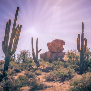 3 cacti and a big rock in the dessert near Phoenix, AZ.