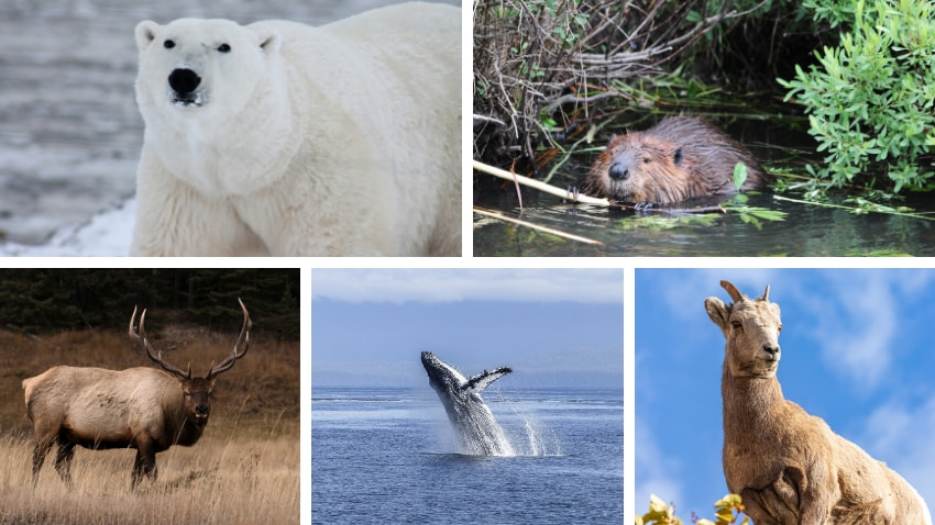 Exploring the Marvels of Canada's Diverse Wildlife | Lyfepyle