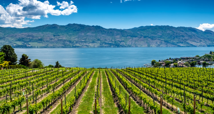 A vineyard in Kelowna, BC.