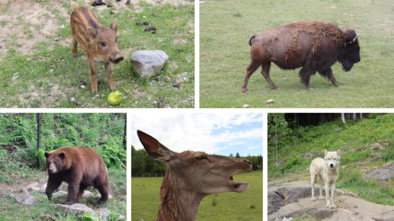 Parc Omega: Ultimate Traveler’s Guide to Quebec’s Wildlife Sanctuary