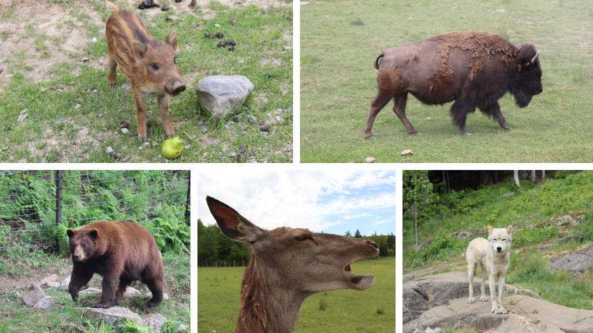 Animals at Park Omega in Quebec.