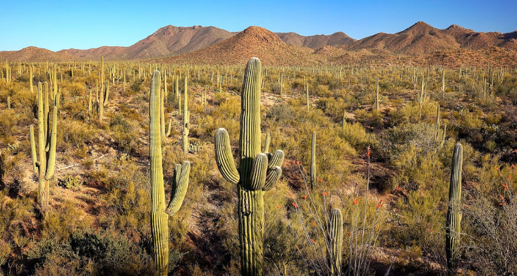 Saguaro National Park, Arizona.