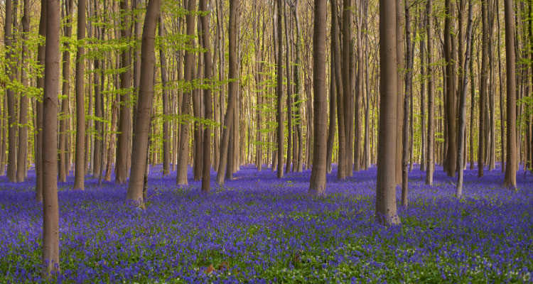 Hallerbos, Belgium - a enchanted forest worth exploring.