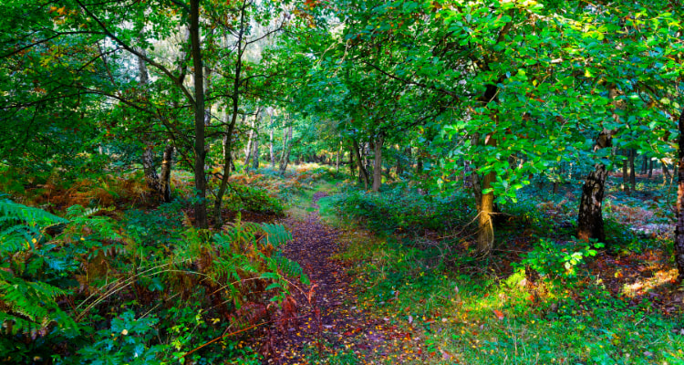 Sherwood Forest, England - a enchanted forest worth exploring.
